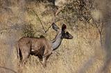 Ethiopia - Netch Sar Park - 95 - Mountain Nyala femmina